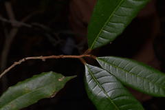 Nothopegia travancorica